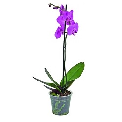 Orchidej Phalaenopsis